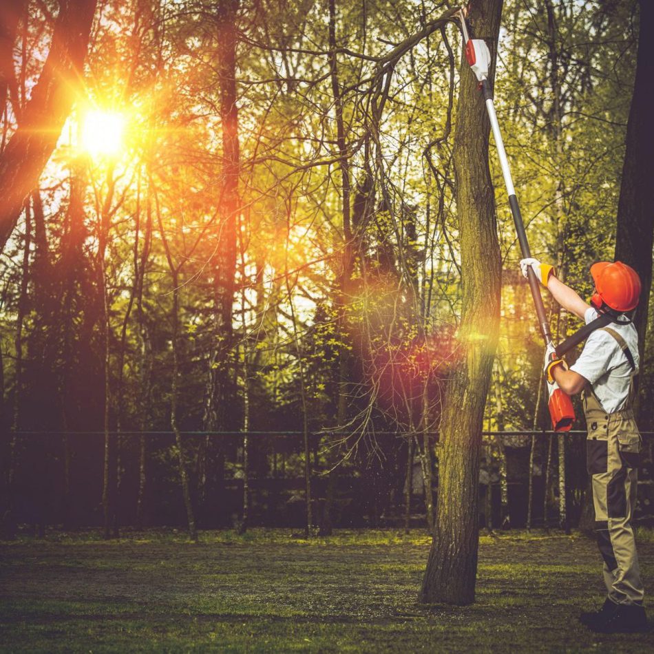 Morrinsville Tree Pruning Contractors