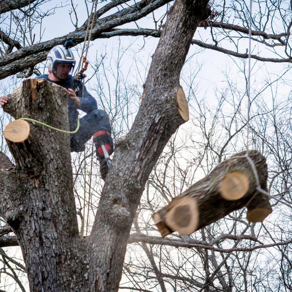 What You Can Expect from Our Tree Lopping Process in Morrinsville