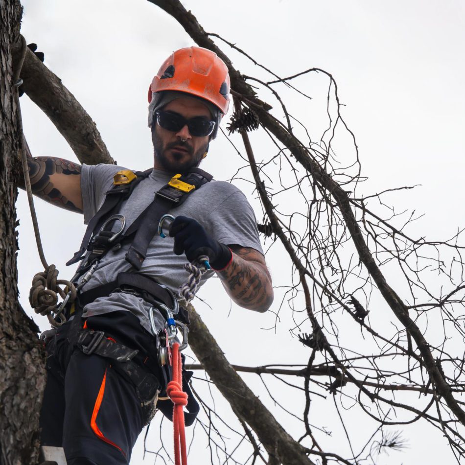 How to Find the Best Tree Lopping Services in Morrinsville