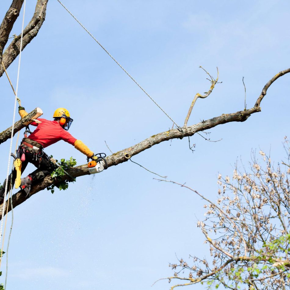 Morrinsville Tree Care Solutions