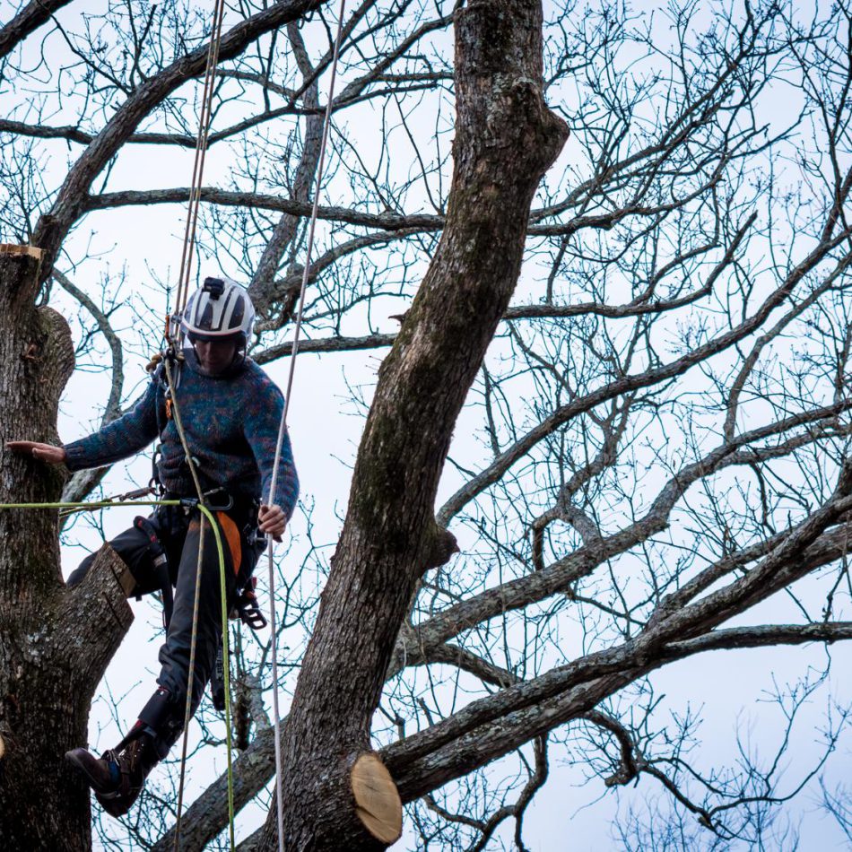 Tips for Finding the Best Tree Cutting Services in Morrinsville