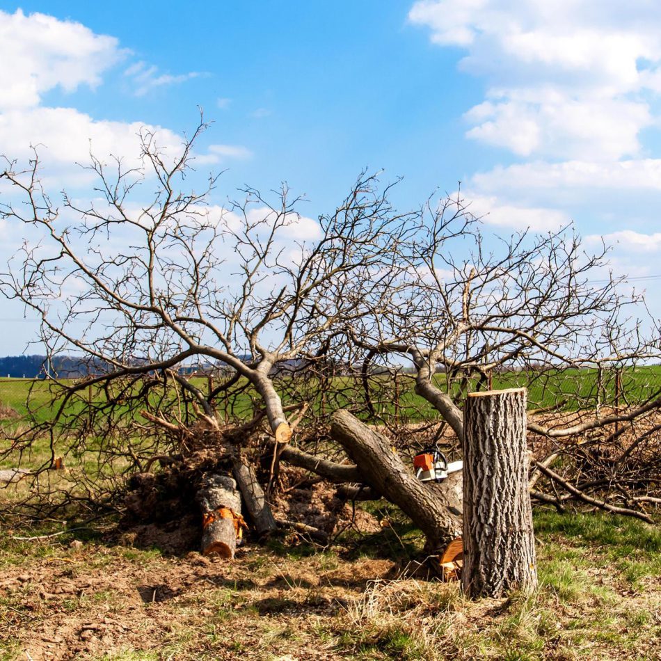{Morrinsville's Leading} Tree Services Providers