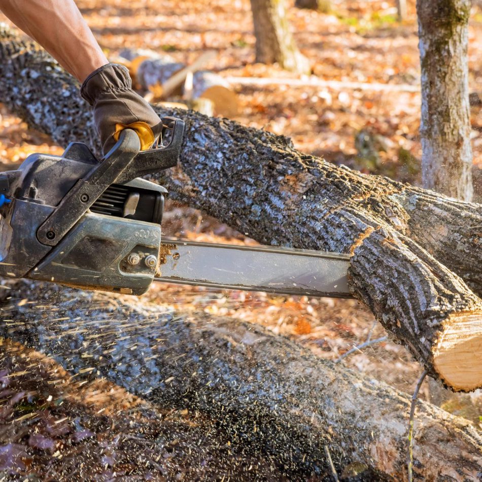 Our Tree Felling Process in Morrinsville