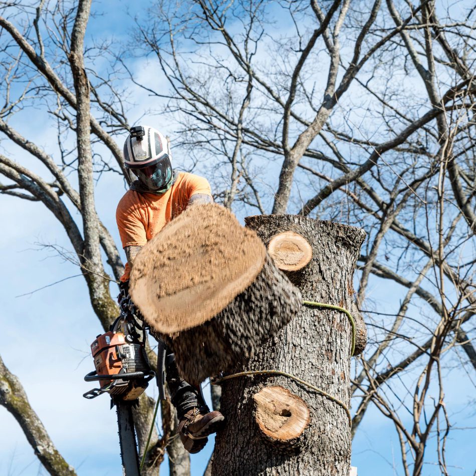 Morrinsville Tree Lopping Contractors