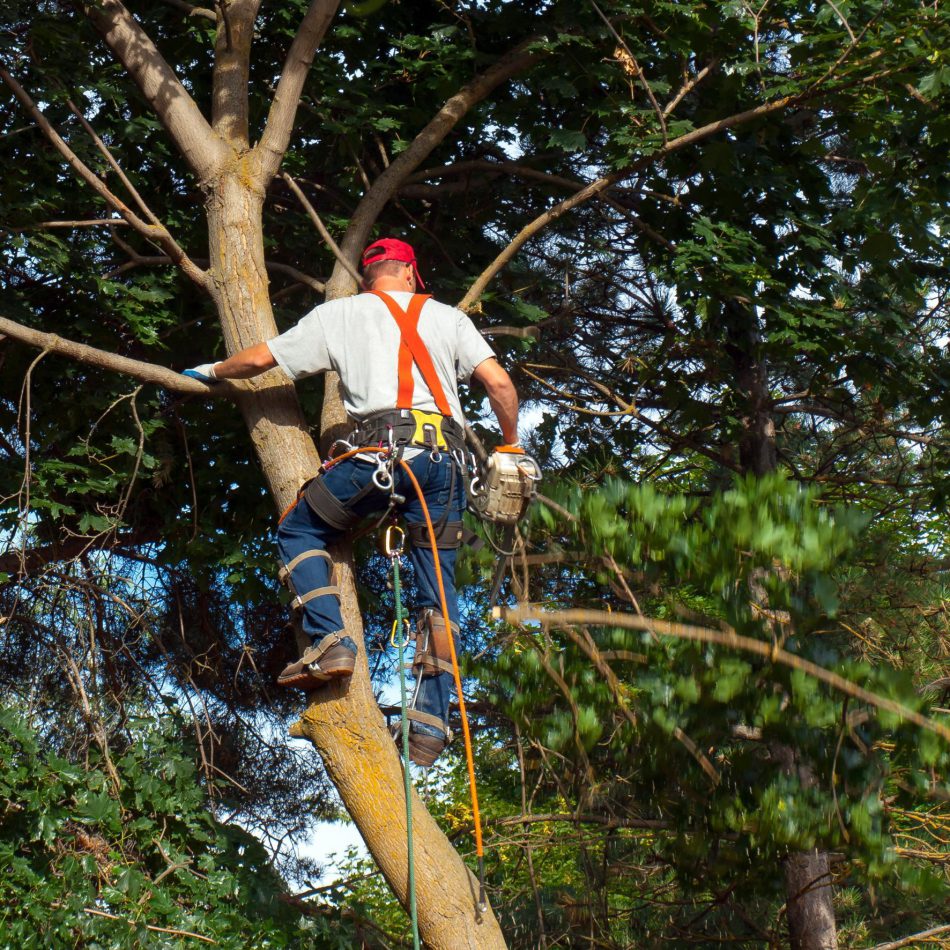 {Morrinsville's Highly Recommended} Tree Pruning Professionals