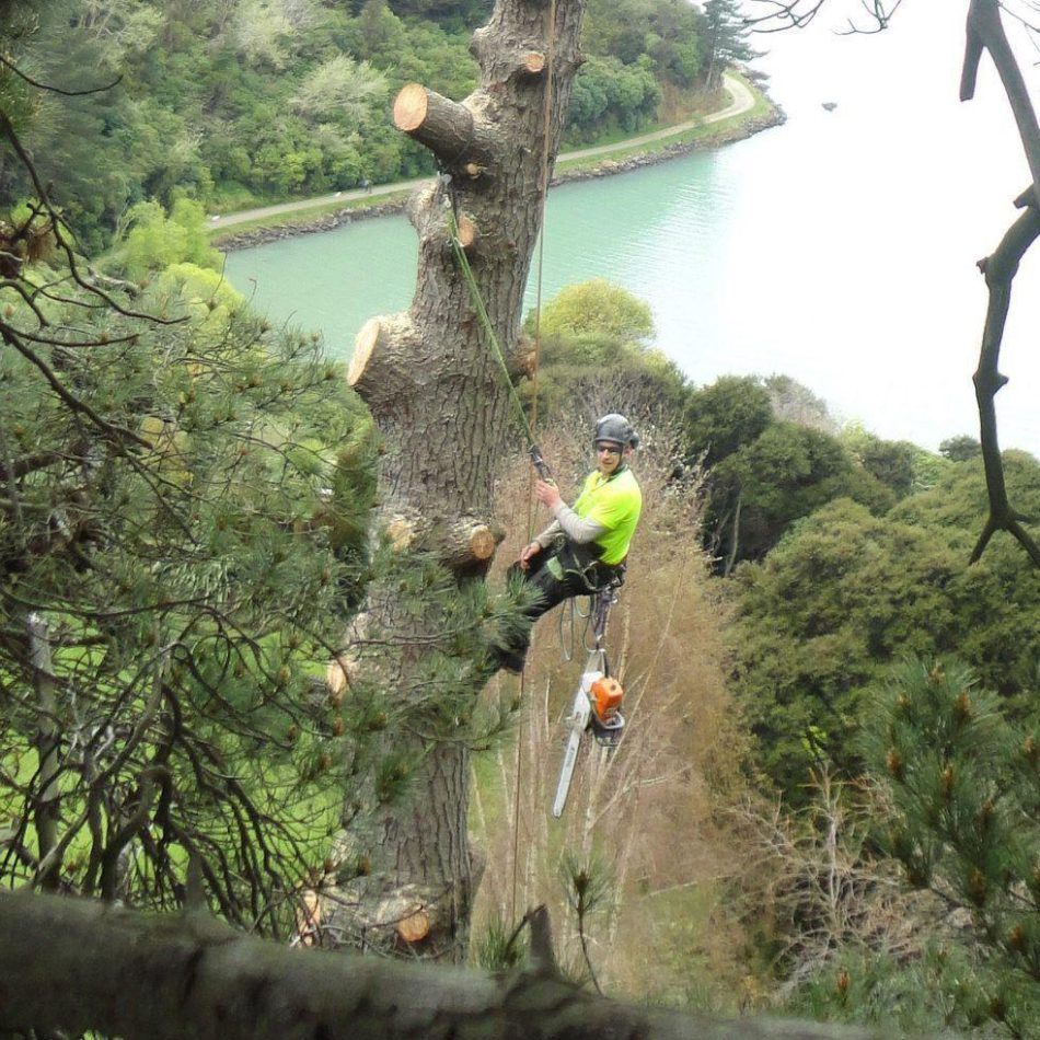 {Morrinsville's Highly Recommended} Tree Removal Professionals