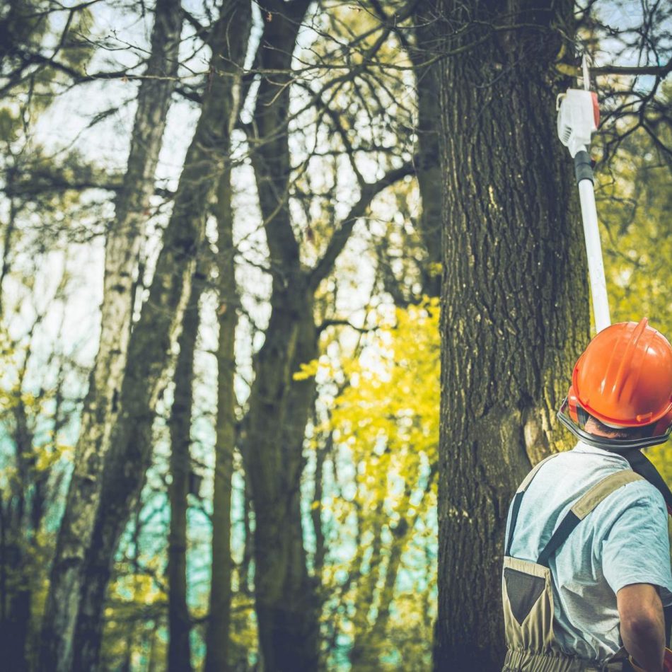 Key Benefits of Working with a Trusted Morrinsville Tree Pruning Company