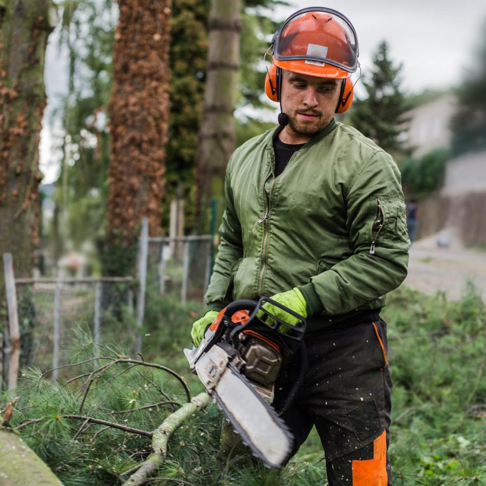 Key Benefits of Working with an Expert Tree Felling Company in Morrinsville
