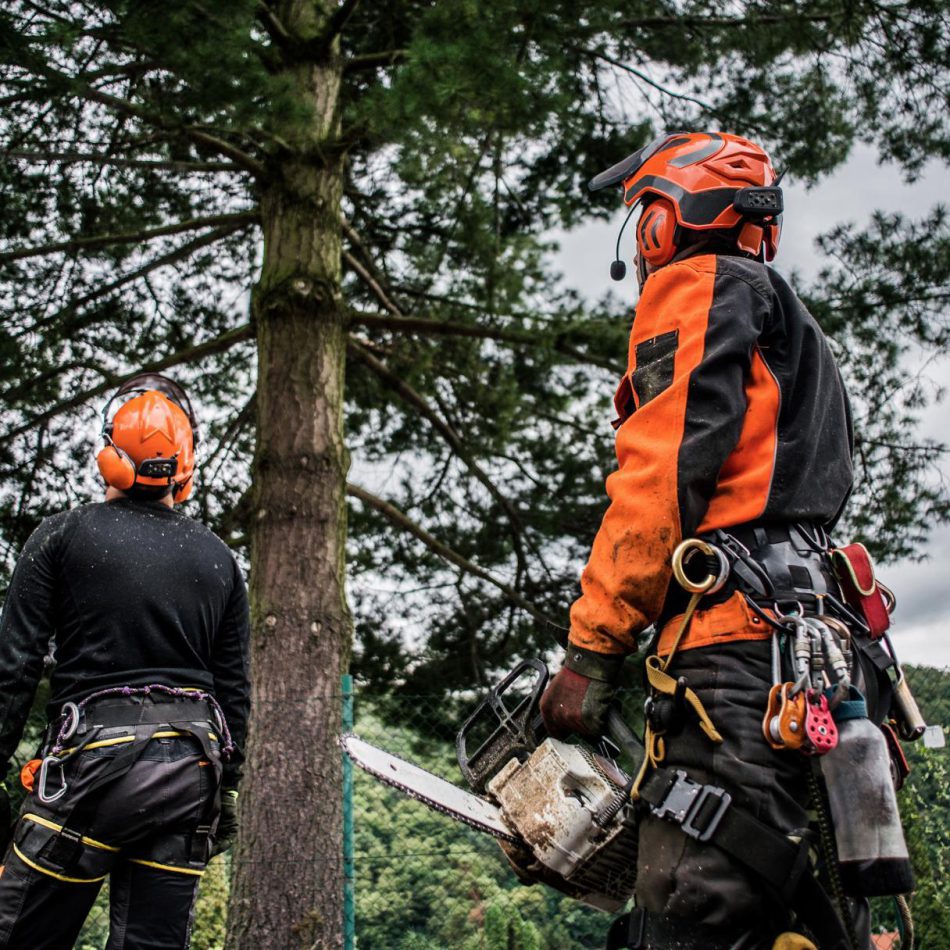 Tips for Finding the Right Morrinsville Tree Pruning Services