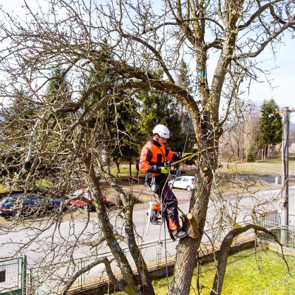 Inside Our Proven Tree Pruning Method in Morrinsville