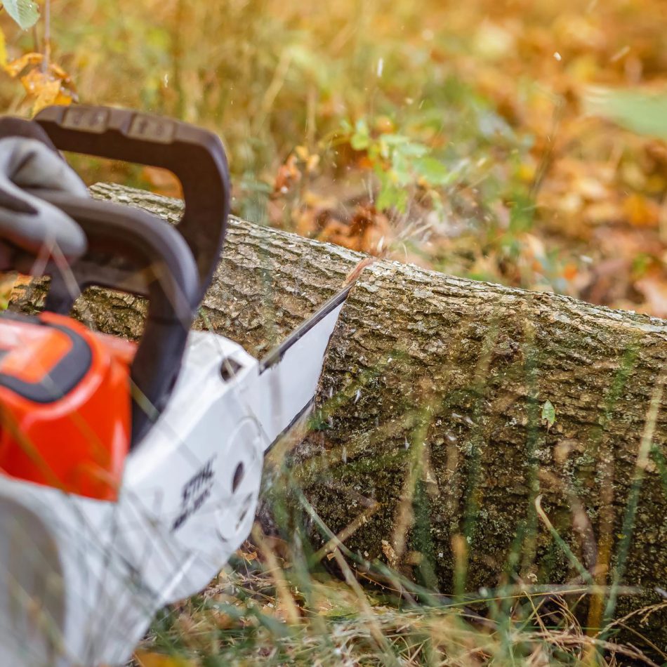{Morrinsville's Top-Rated} Tree Felling Company