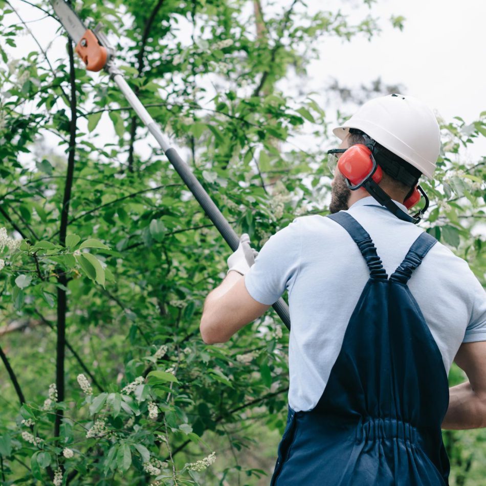 Tips for Finding the Best Morrinsville Tree Trimming Services