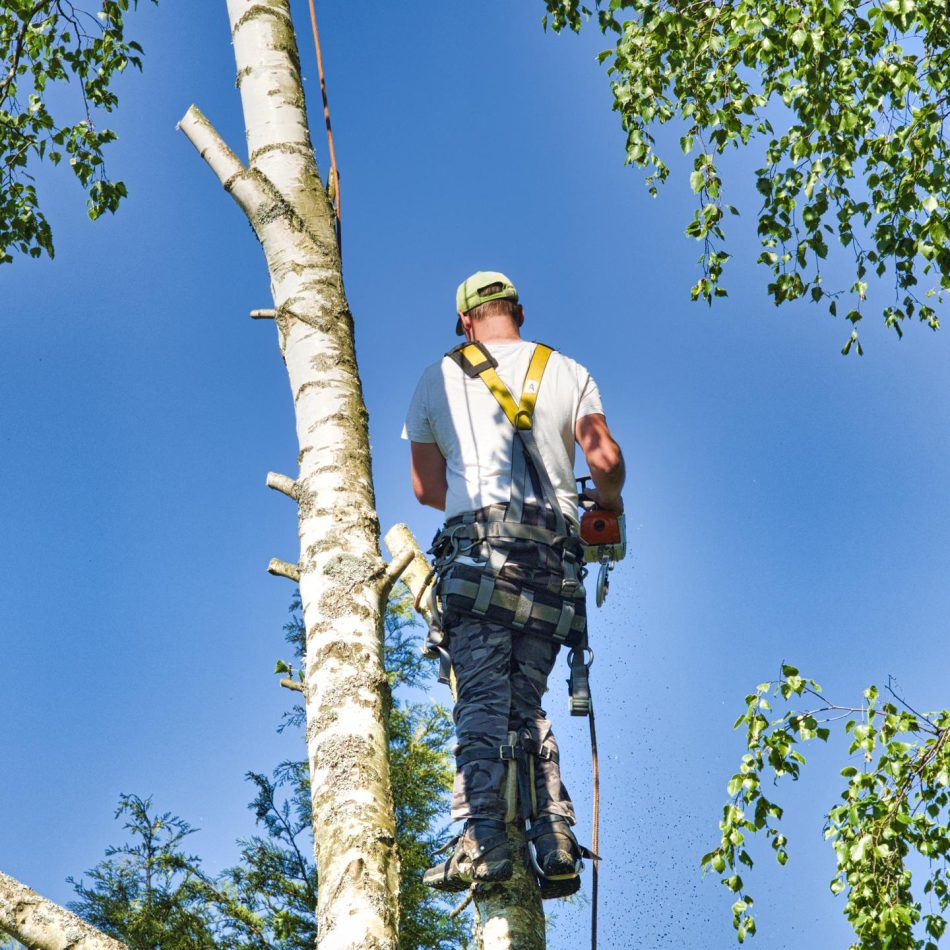Major Benefits of Working with an Expert Tree Lopping Service in Morrinsville